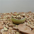 Favas secas de alta qualidade / faba feijão / sementes de favas para fábrica de conservas